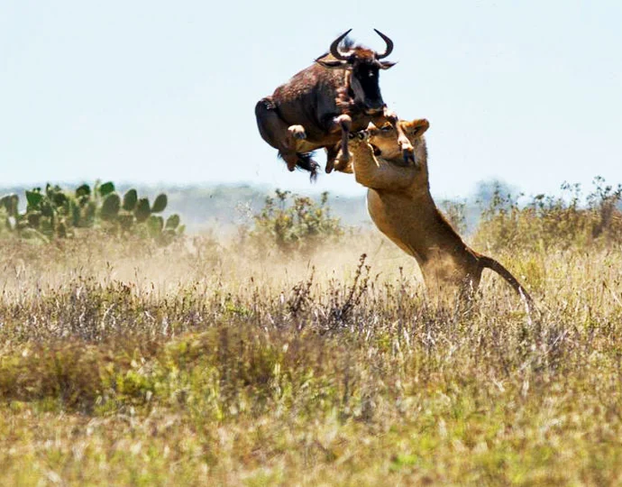 serene Kenya 2.jpg