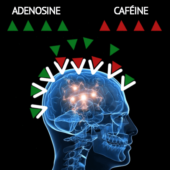 Image: GabrielRenaud.com