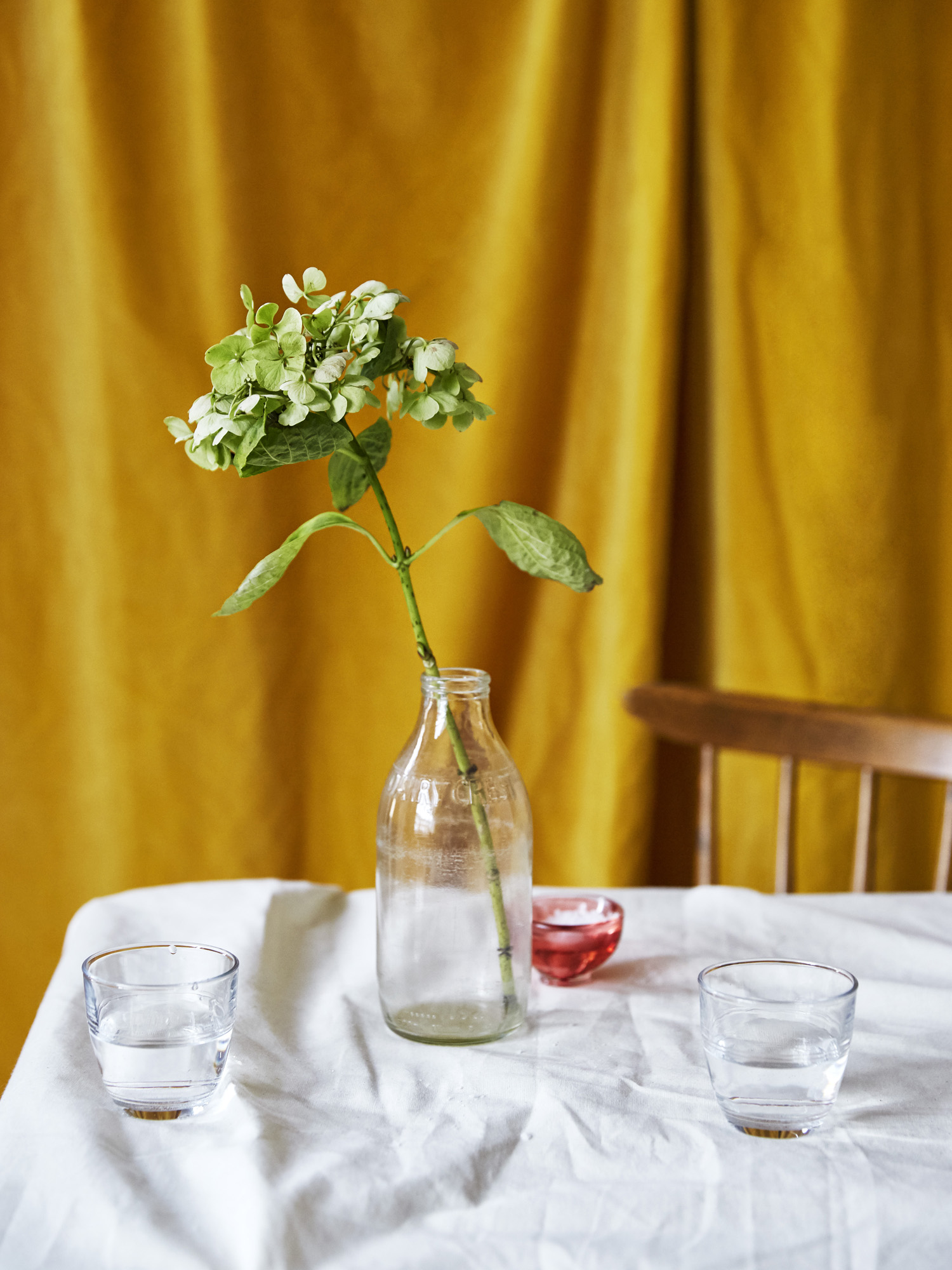 17-02-02 - hydrangea - 066.jpg
