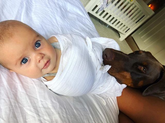 Buddy takes his &lsquo;Guard Dog&rsquo; reputation very seriously! 👀 🐕 👶🏻 #doberman #dobermanpinscher