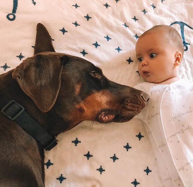 Big dog, little baby! 🐕 👶🏻 (or a big baby and a little dawg)  #doberman