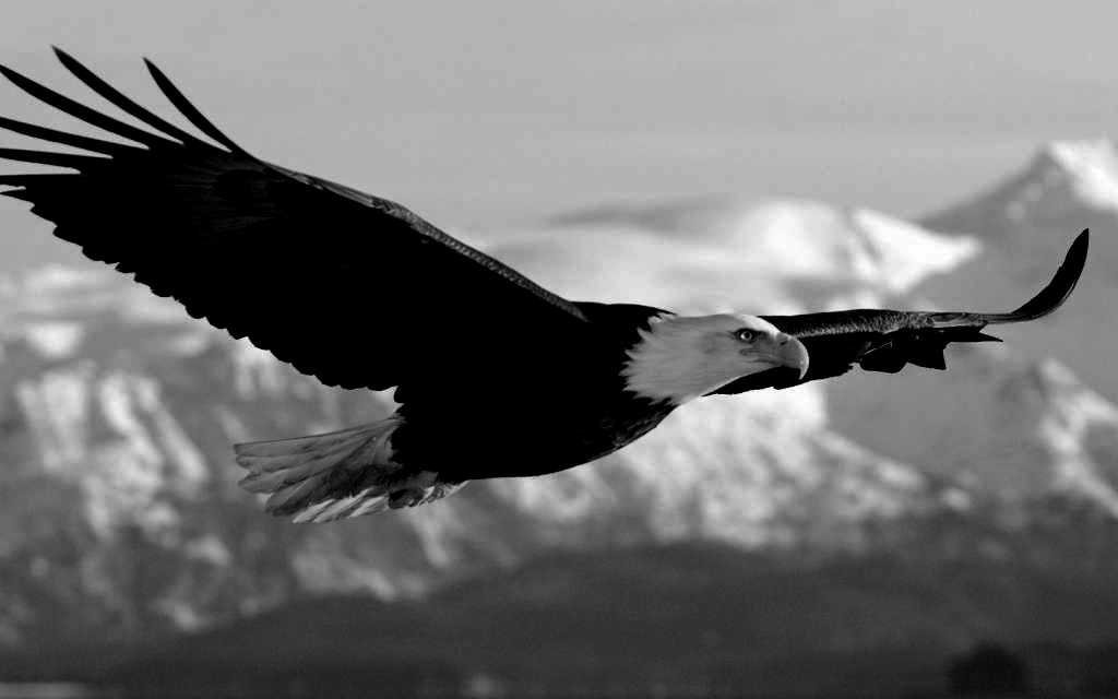 le_commercial_cet_animal_etrange_eagle.jpeg