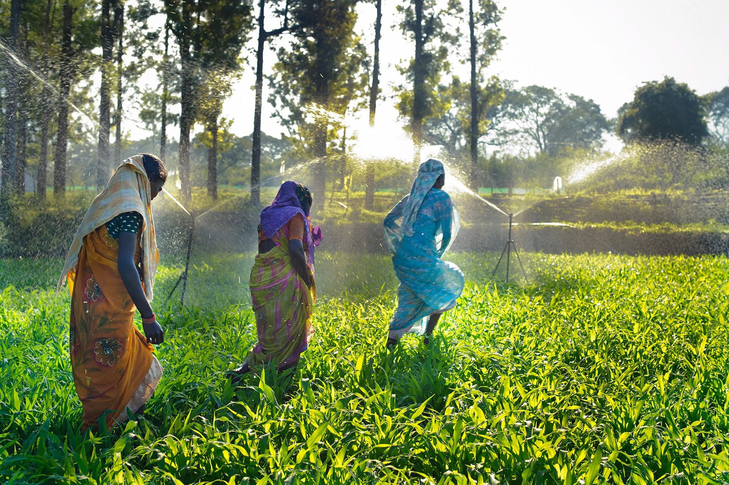 through crops	Women in an irrigated agricultural field