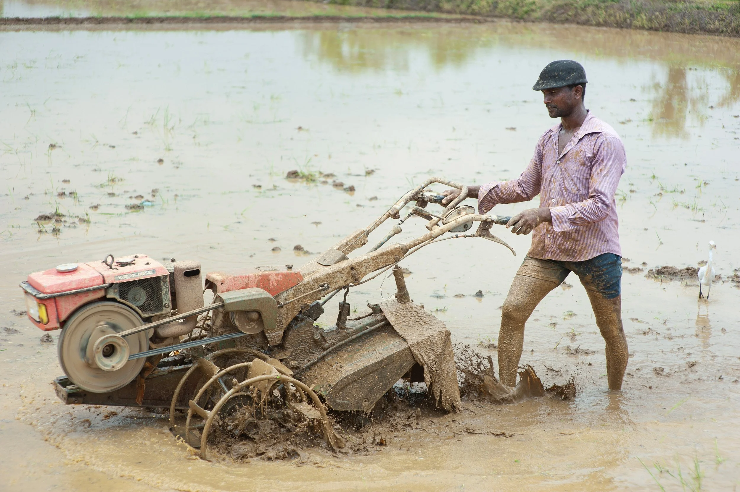 Farmer cultivating a flooded agricultural field