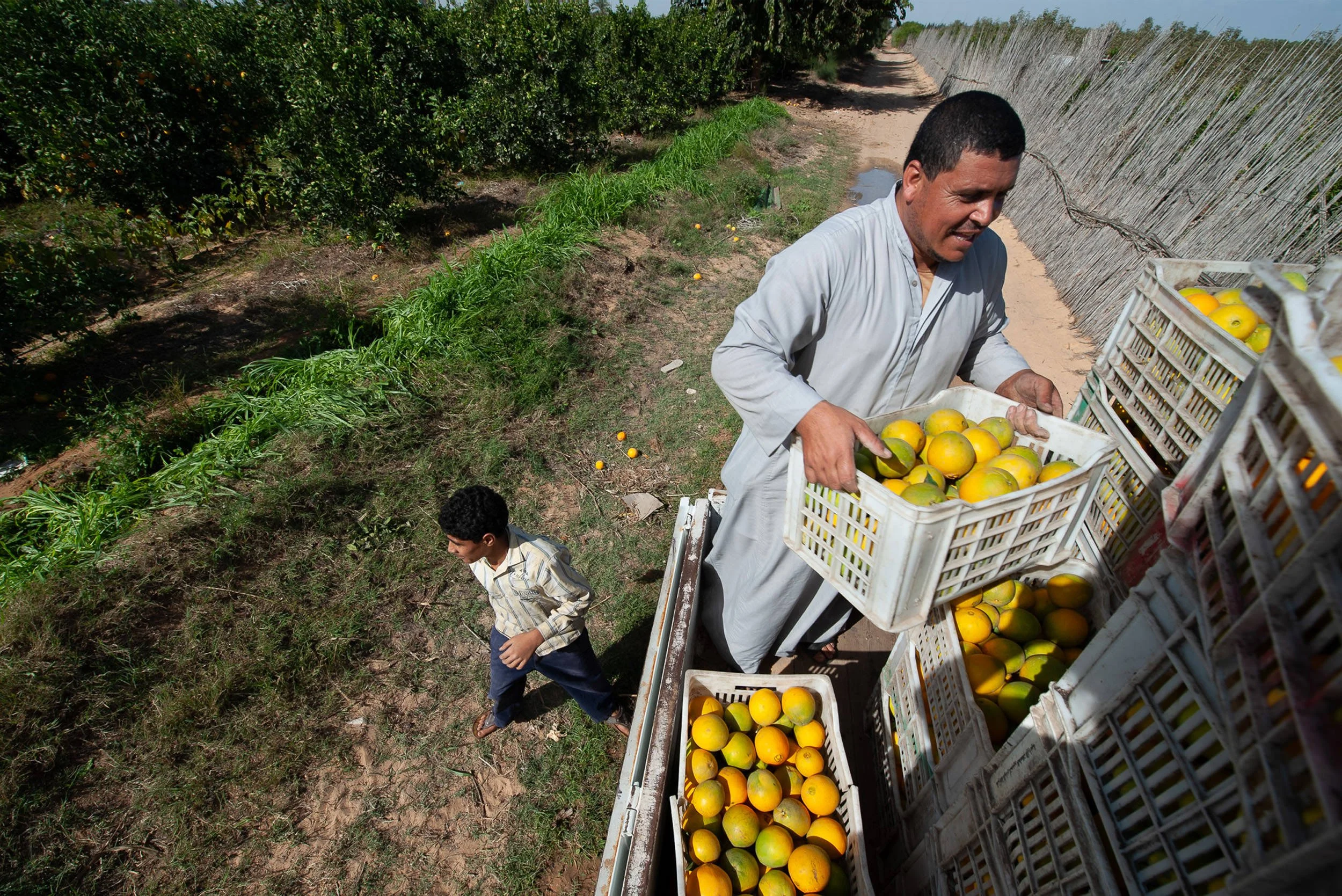 Orange Harvest – Agriculture and Rural Livelihoods
