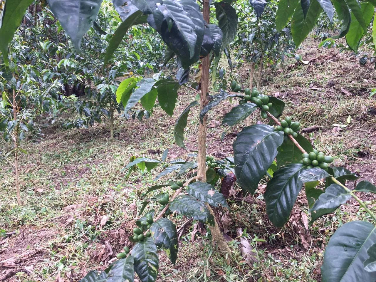 El Fenix Gesha Ripening 3.jpg