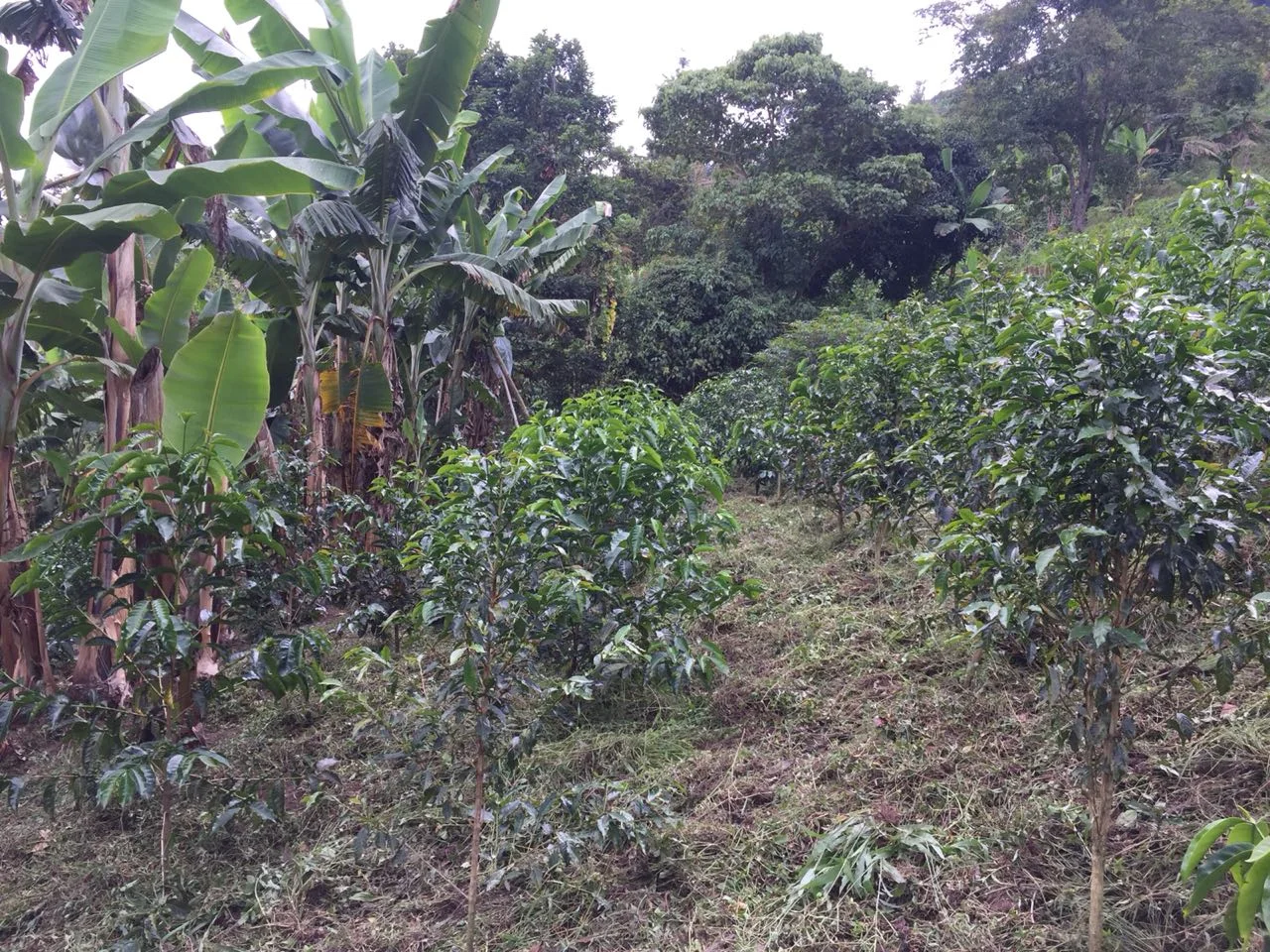 El Fenix Mokas Ripening.jpg