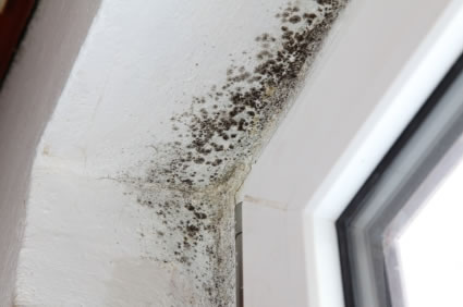 mold around office window - source: expertmoldtest.com