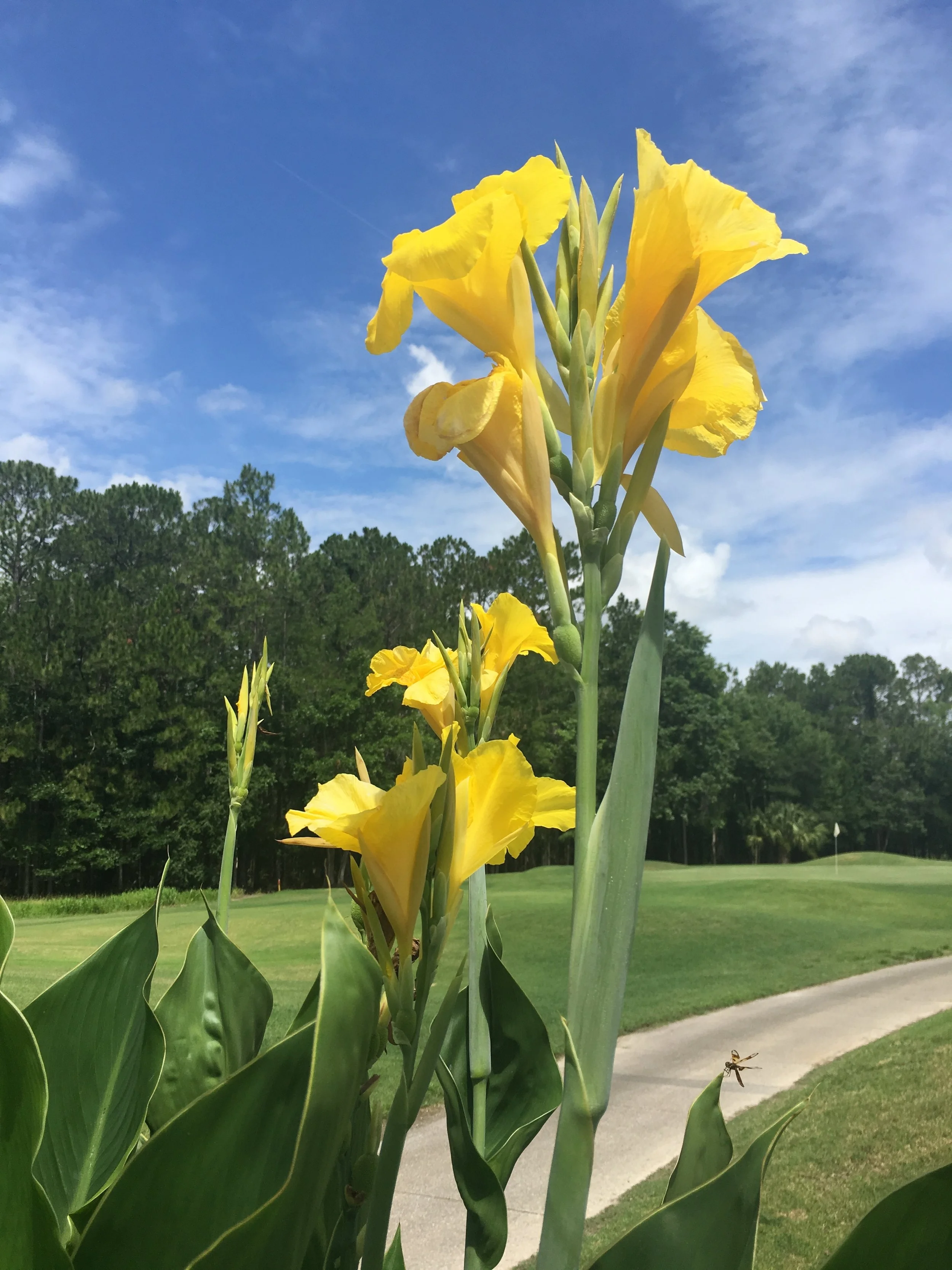Canna, a wet yard’s best friend! 