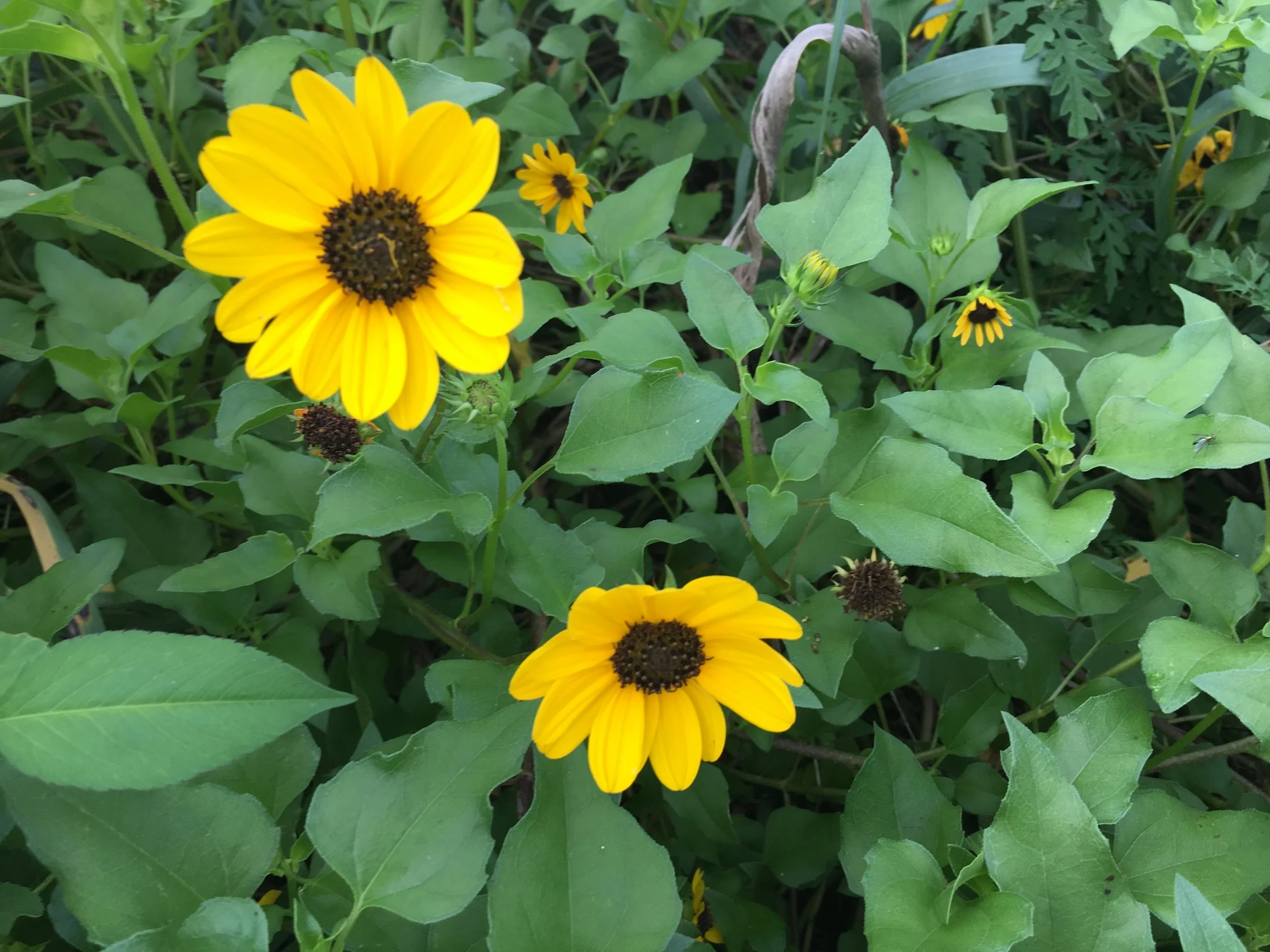 Dune Sunflower - Sunny & Dry