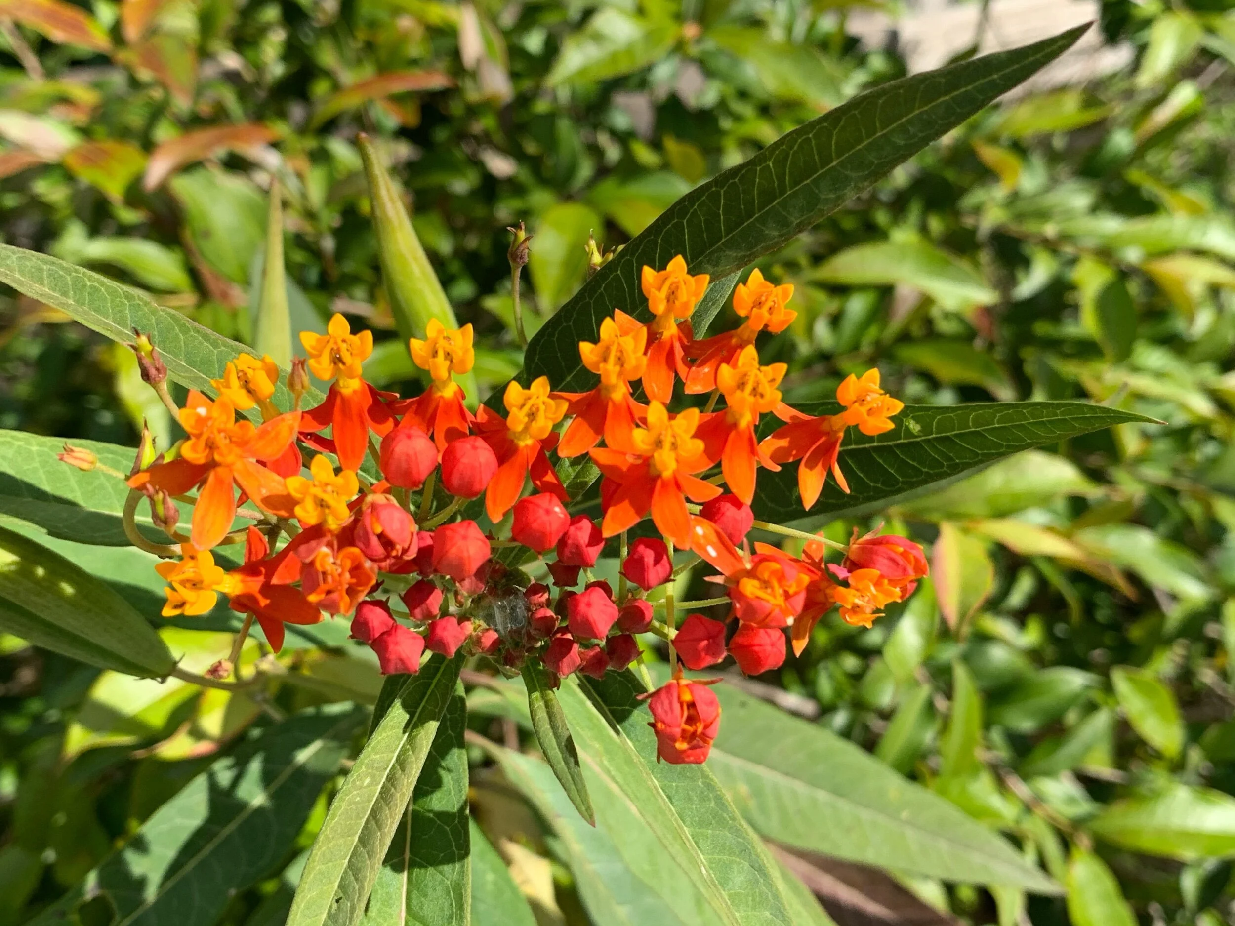 Milkweed for Monarchs 