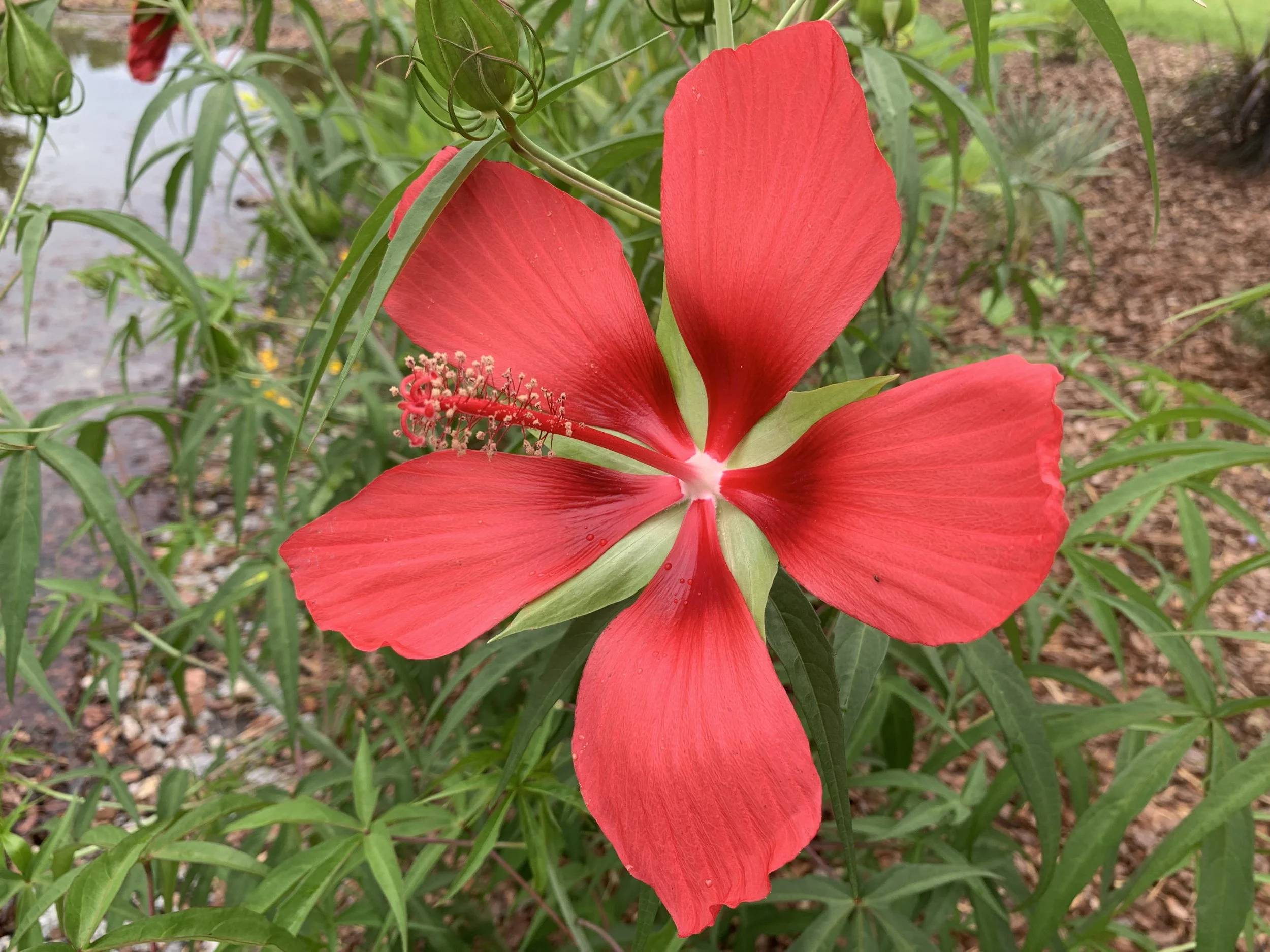 columbine seeds planting Aquilegia Mix Seed