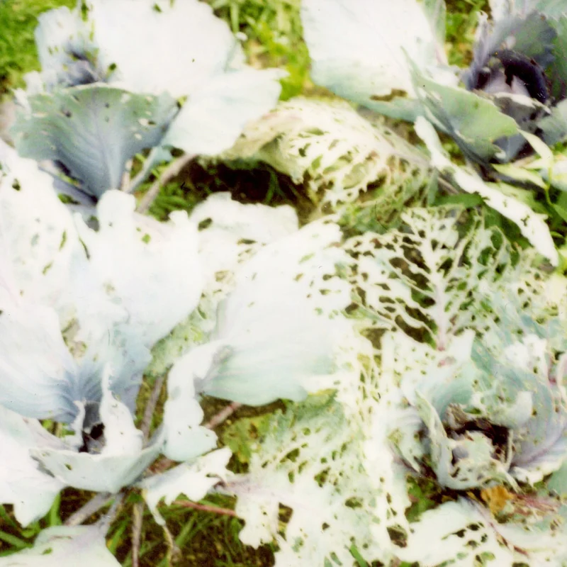 Gasselternijveenschemond III, Still-Lives, Fine Art Inkjet Print, 20 x 20 cm & 40 x 40 cm, Edition 7, 2009
