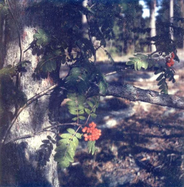 Sweden II, Still-Lives, Fine Art Inkjet Print, 20 x 20 cm & 40 x 40 cm, Edition 7, 2006