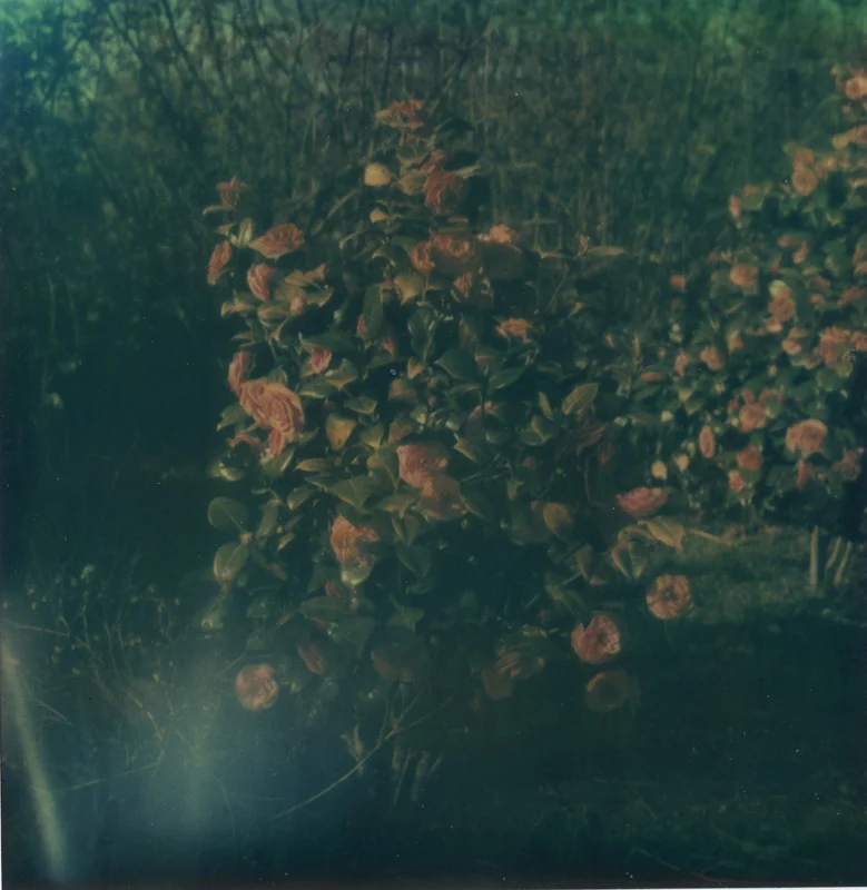 Rose Bush, Still-Lives, Fine Art Inkjet Print, 20 x 20 cm & 40 x 40 cm, Edition 7, 2009
