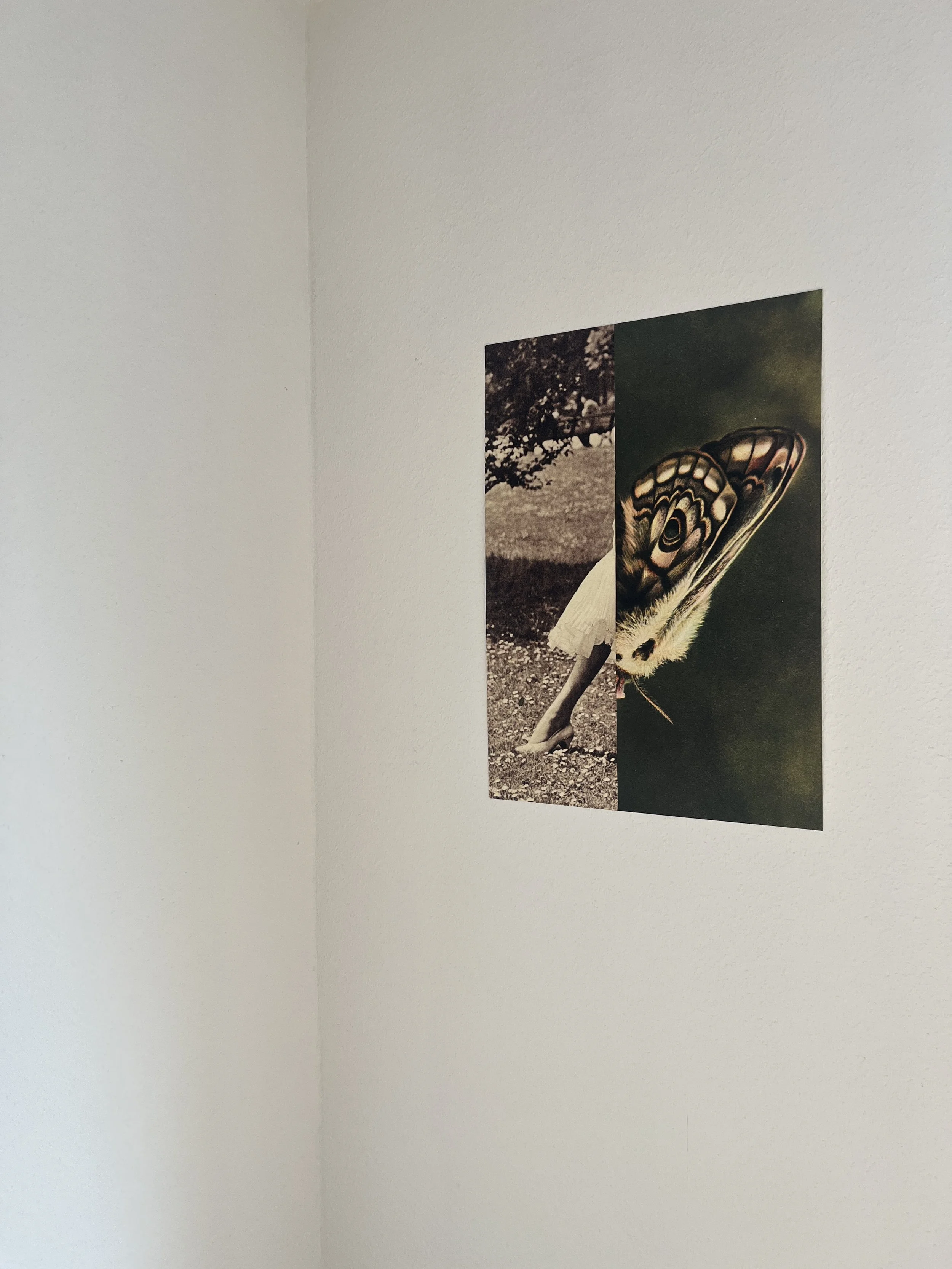   some images from the series ‘Metamorphosis’ at the group show ‘Disorder’ BB Stiftung, during Photosommer Stuttgart, 16.7 - 25.7 2026 