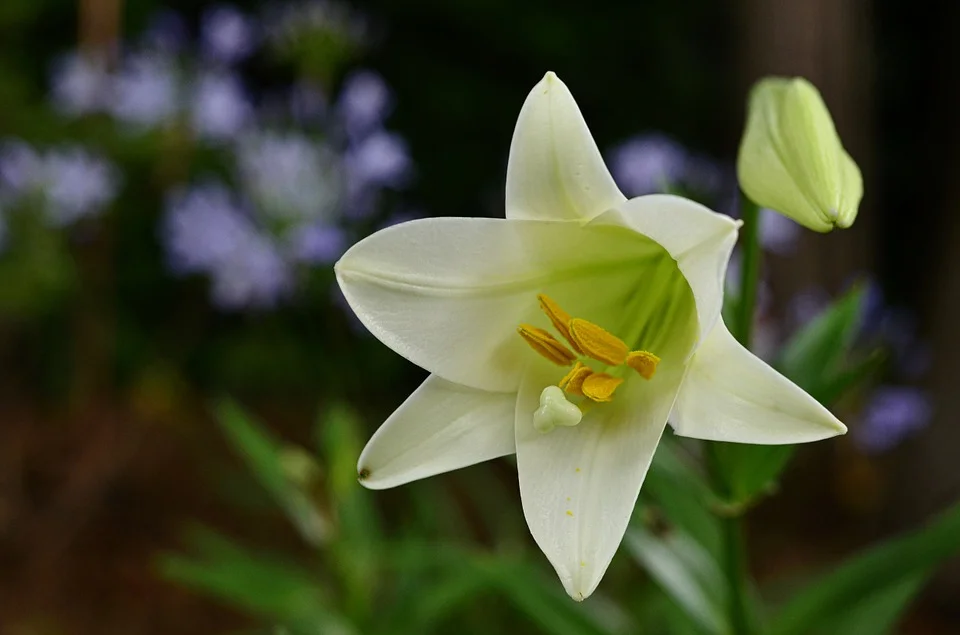 easterlily.jpg