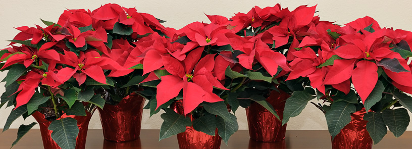 poinsettiassalesst.jpg