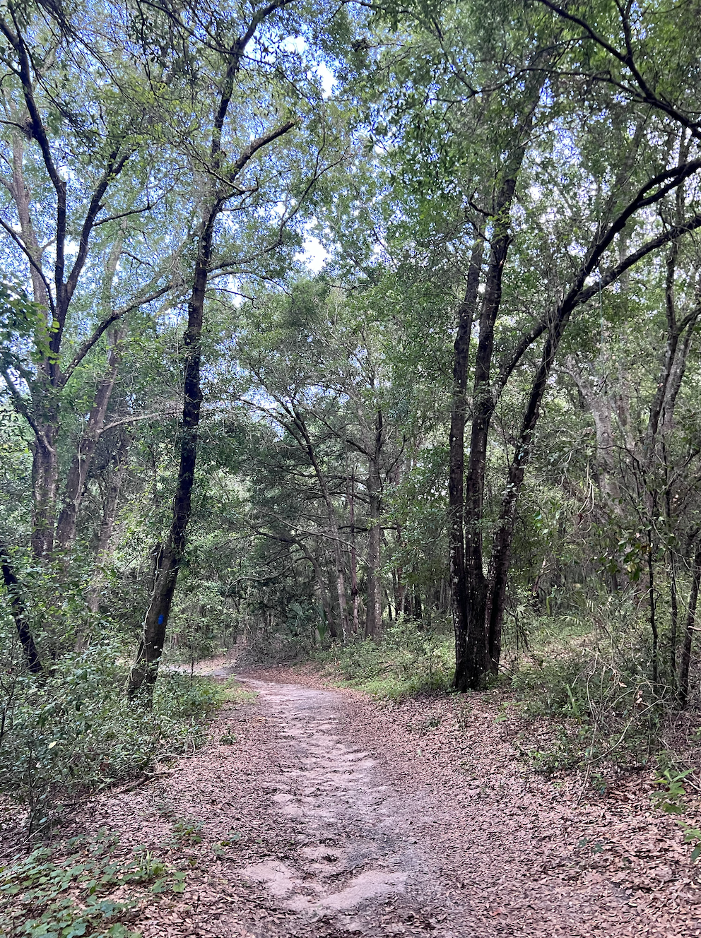 Forest trail with trees and foliage