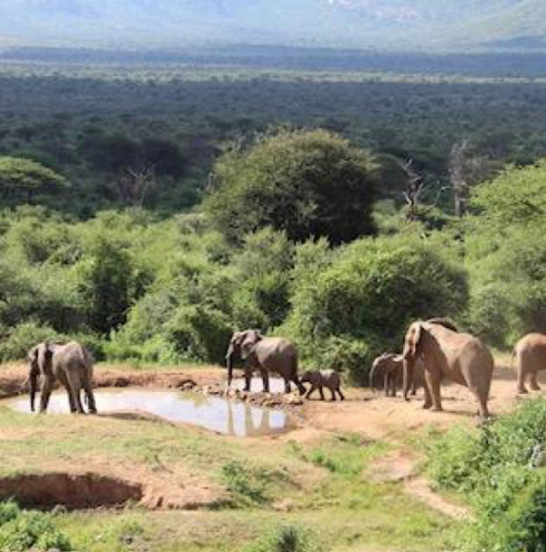Happy and protected elephant herd in Northern Kenya
