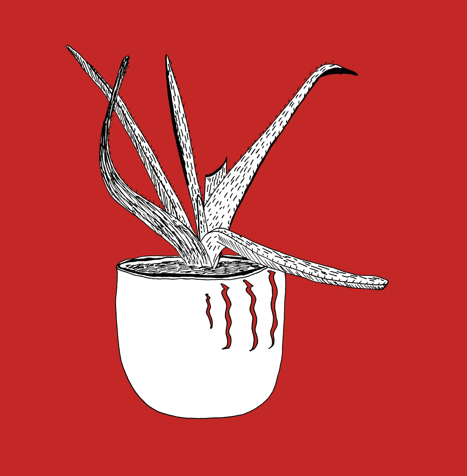 Aloe