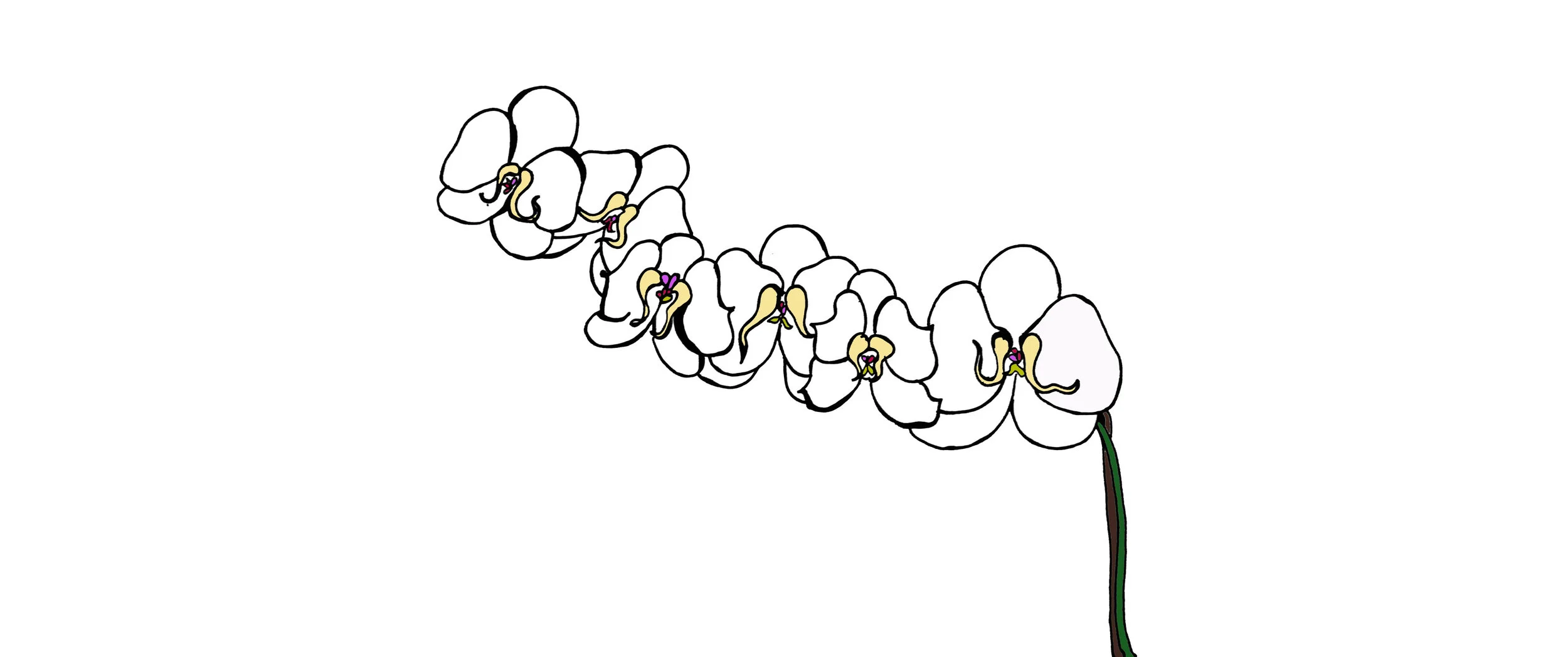 orchids.jpg