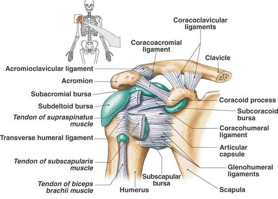 The gleno-humeral joint is rich with structures in a relatively small space