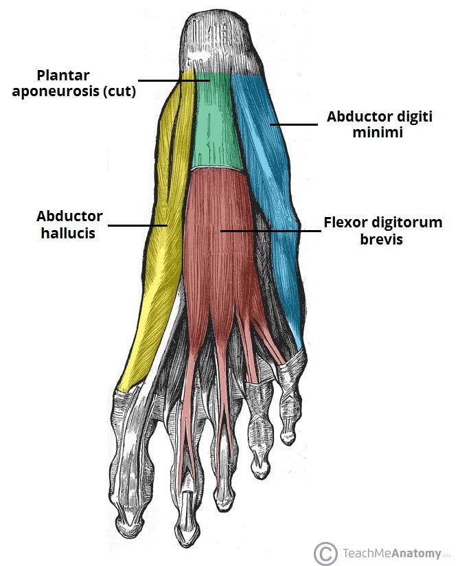 Heel pain anatomy