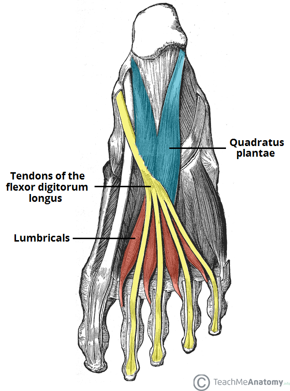 Heel pain anatomy