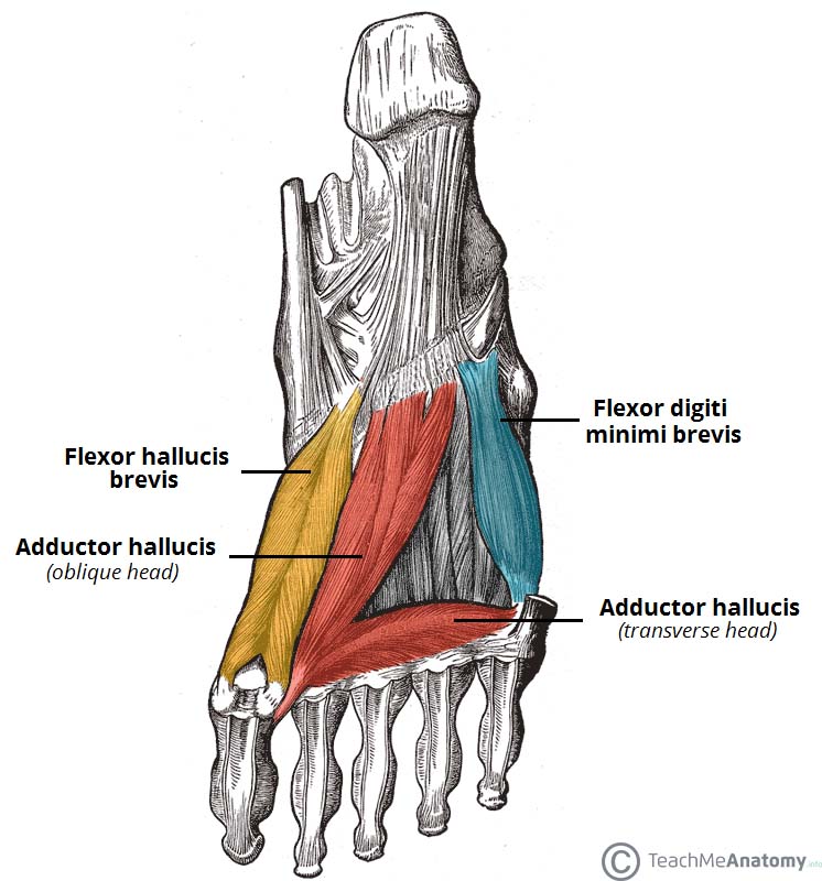 Heel pain anatomy