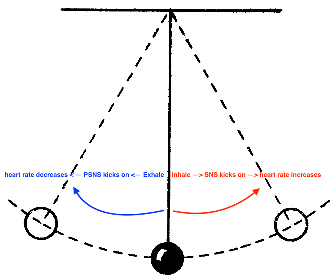 SNS-PSNS heart rate pendulum.png