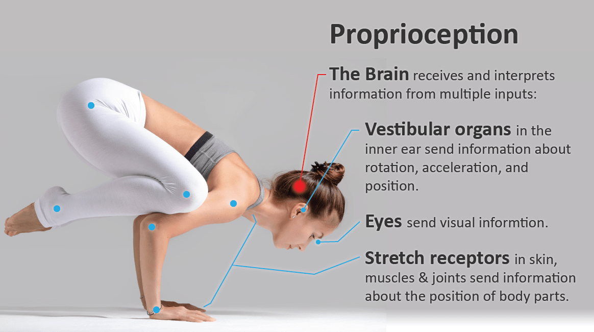 proprioception Credit - University of Utah.png