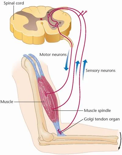 Proprioceptors Credit - MedicalLook.jpg
