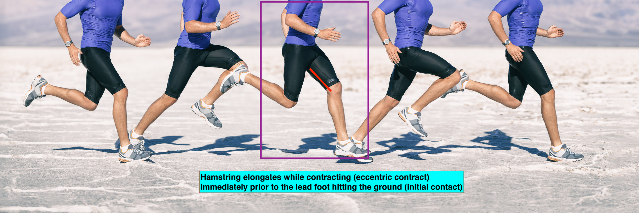 Running gait biomechanics eccentric HS.jpeg