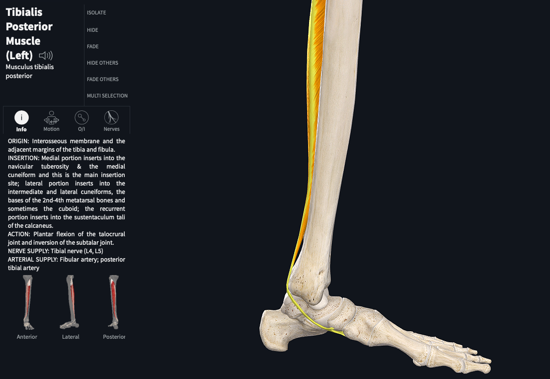 Post tib insertion onto navicular.png