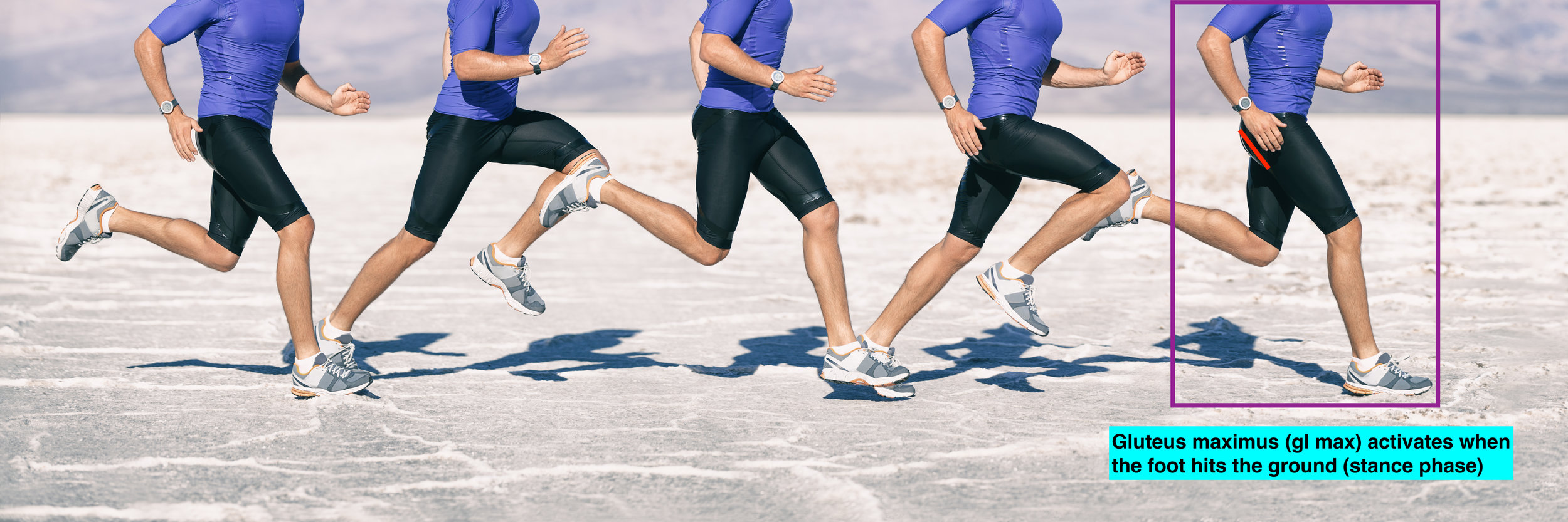 Running gait biomechanics glute maxjpeg.jpeg