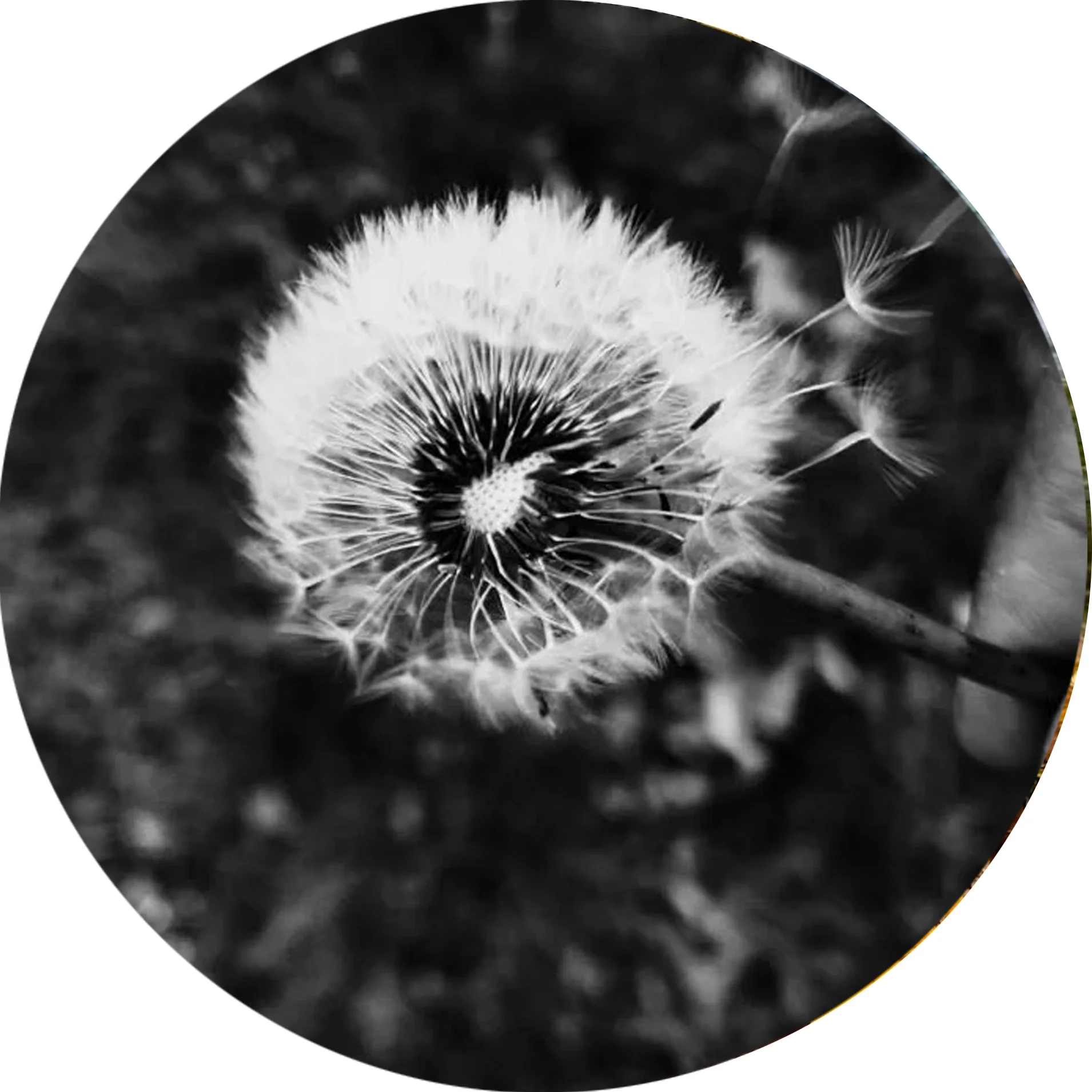 mileskms button copy.webp