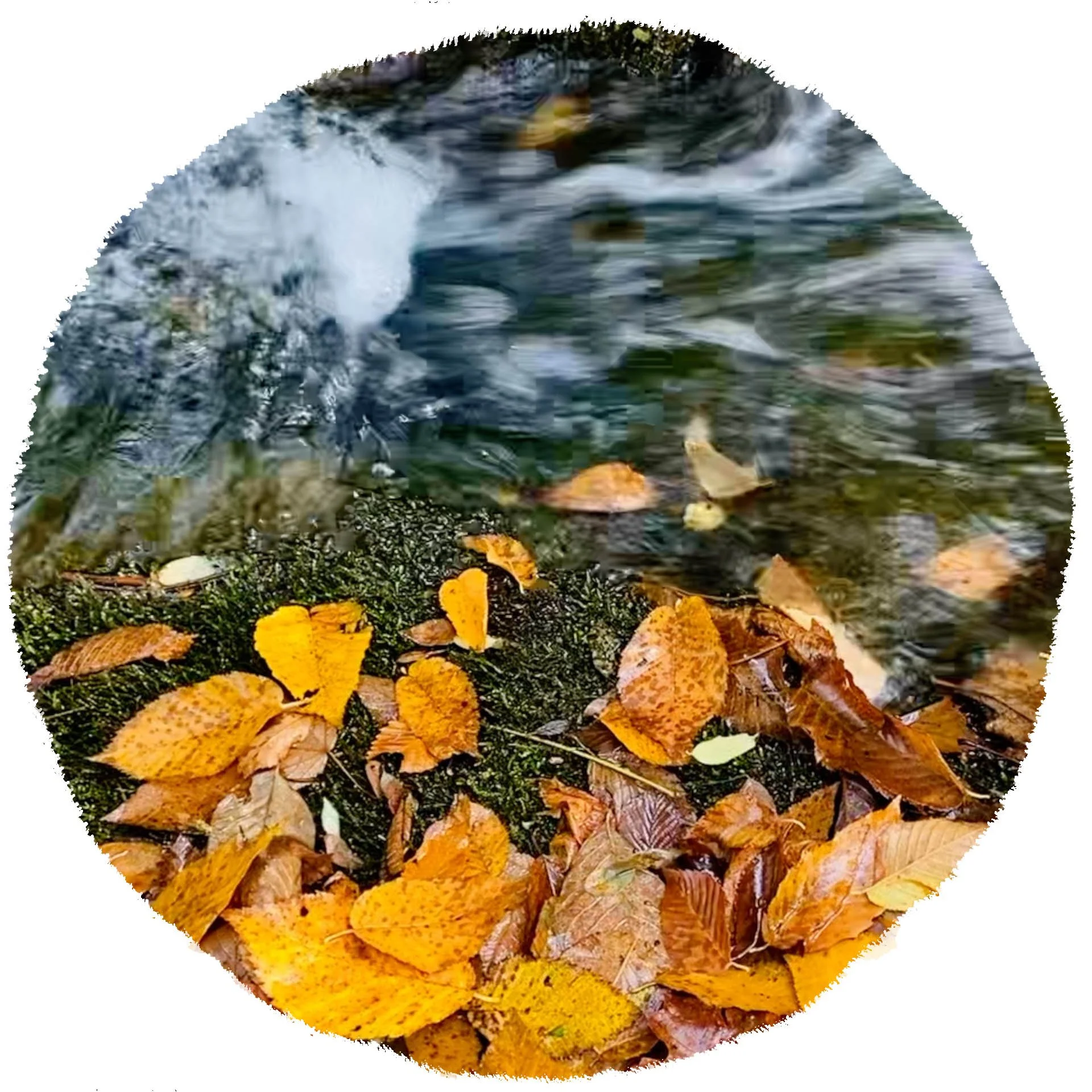confluence button2026.jpg