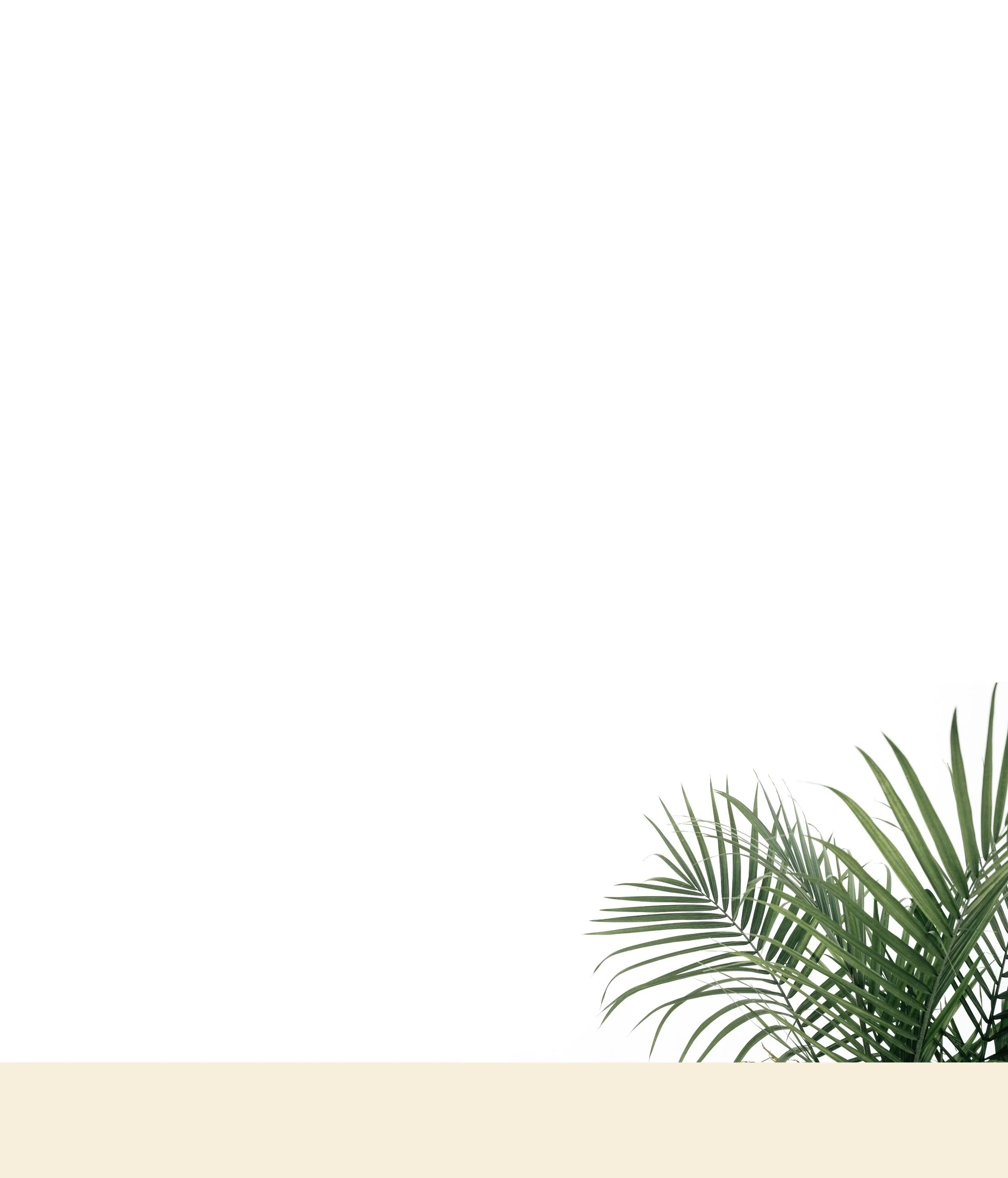 Home3Palm.jpg