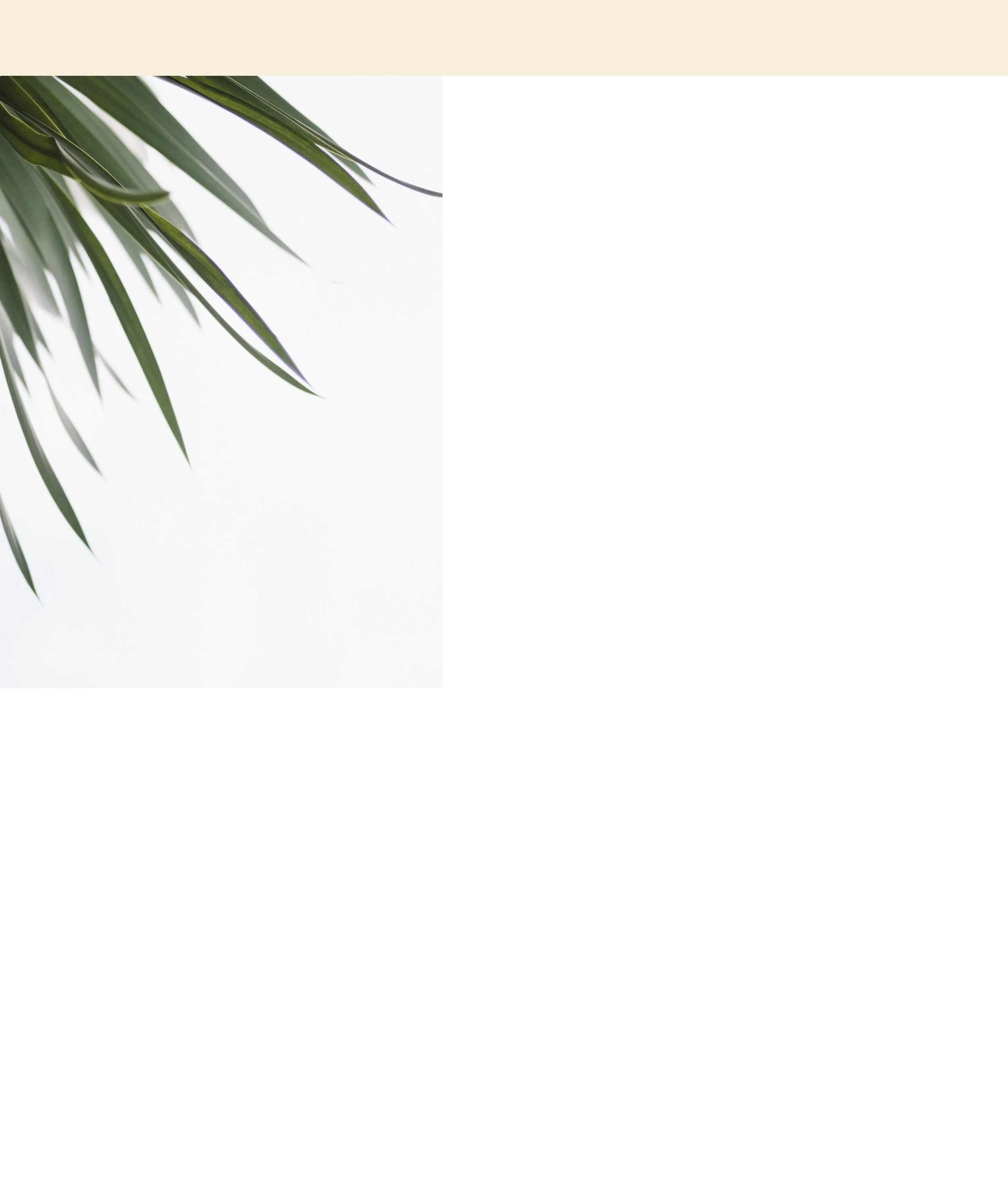 About5Palm.jpg