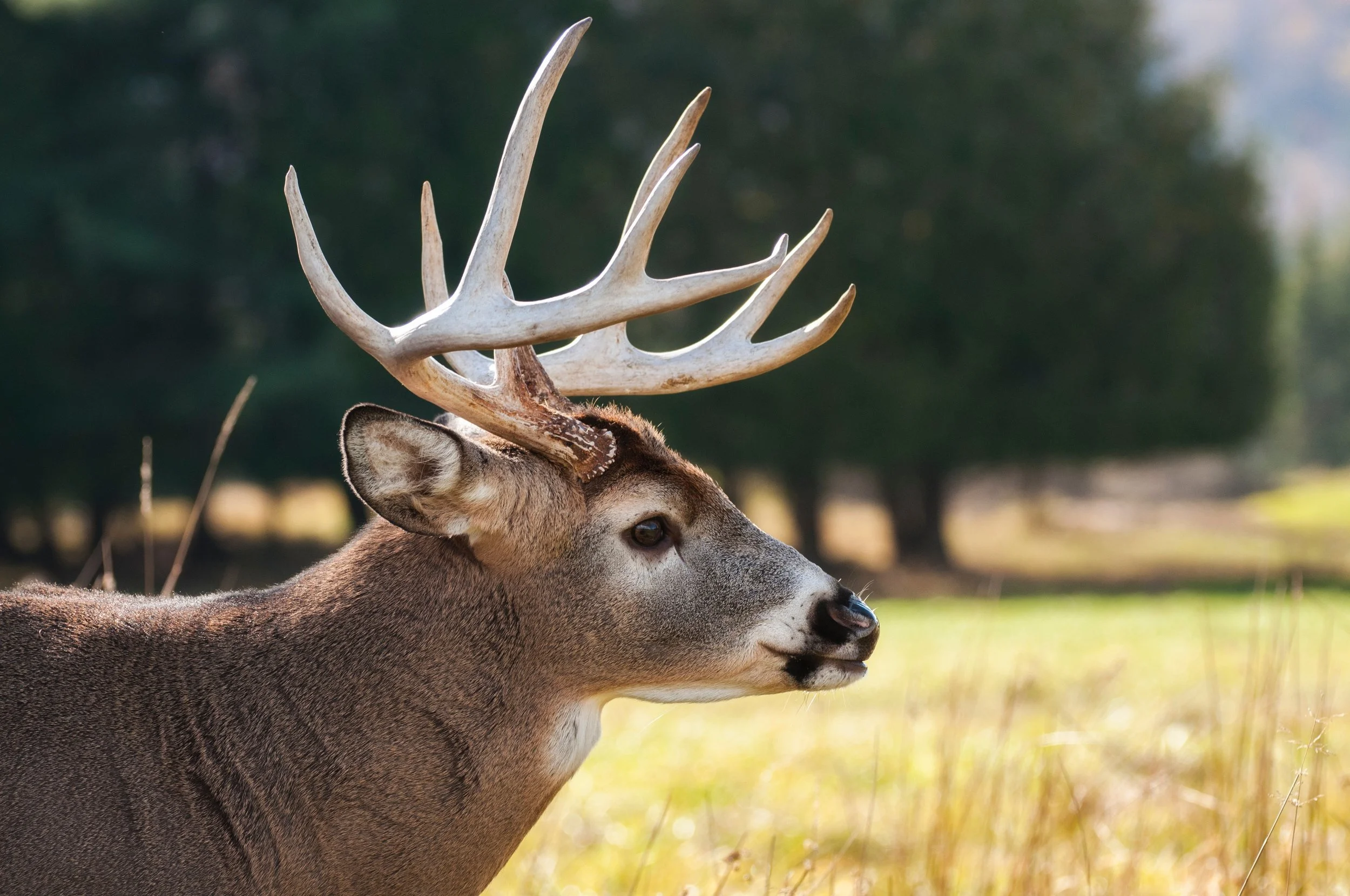 animal-blur-buck-682373.jpg
