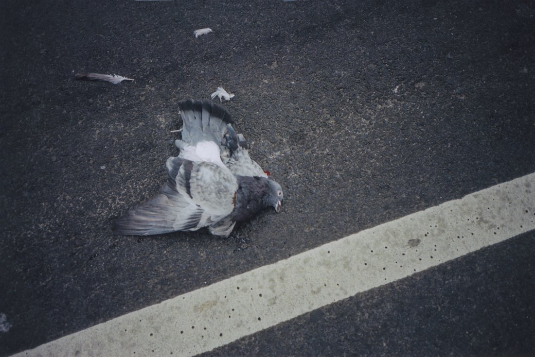 8476553_orig.jpg