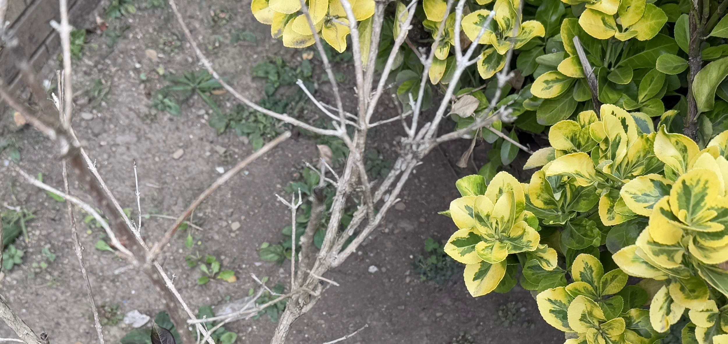 Bi-Annual Yard Debris Collection Event