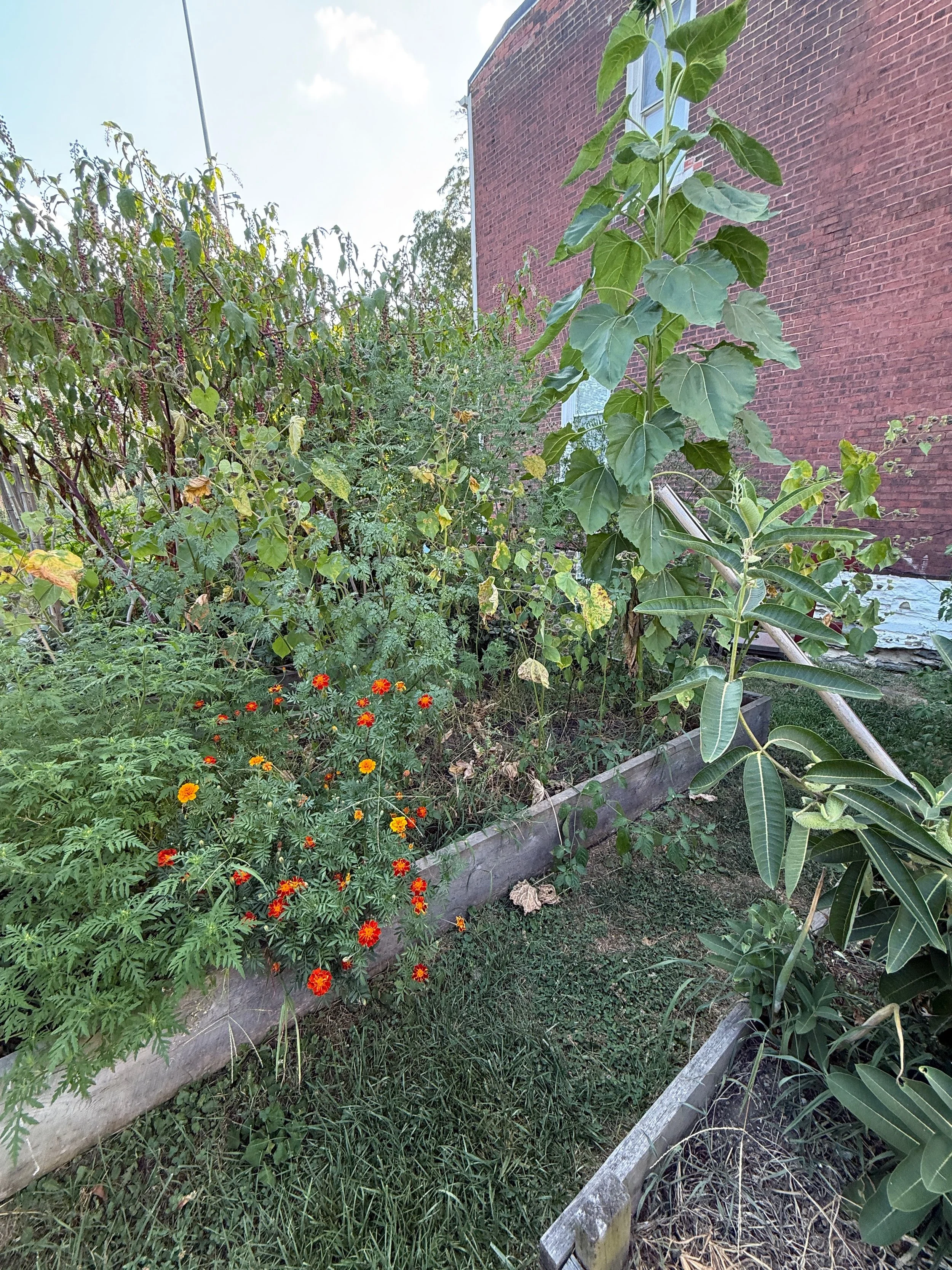 Let's Talk: Oakland's community gardens
