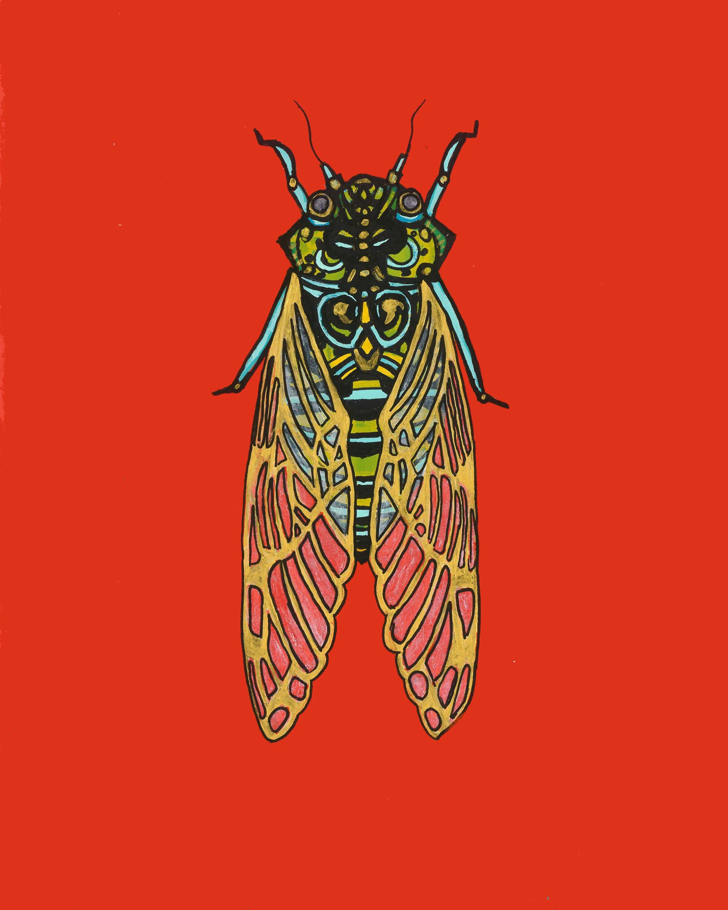 Cicada.jpg