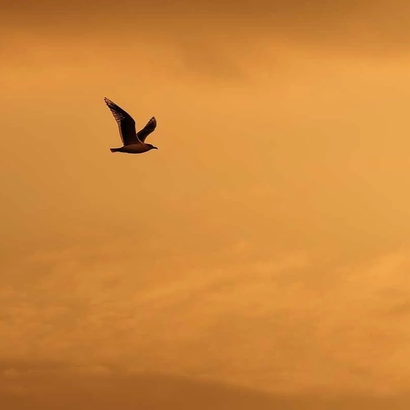 A New Chapter. A New Home. A New Flight.