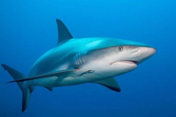 gray-reef-shark.jpg