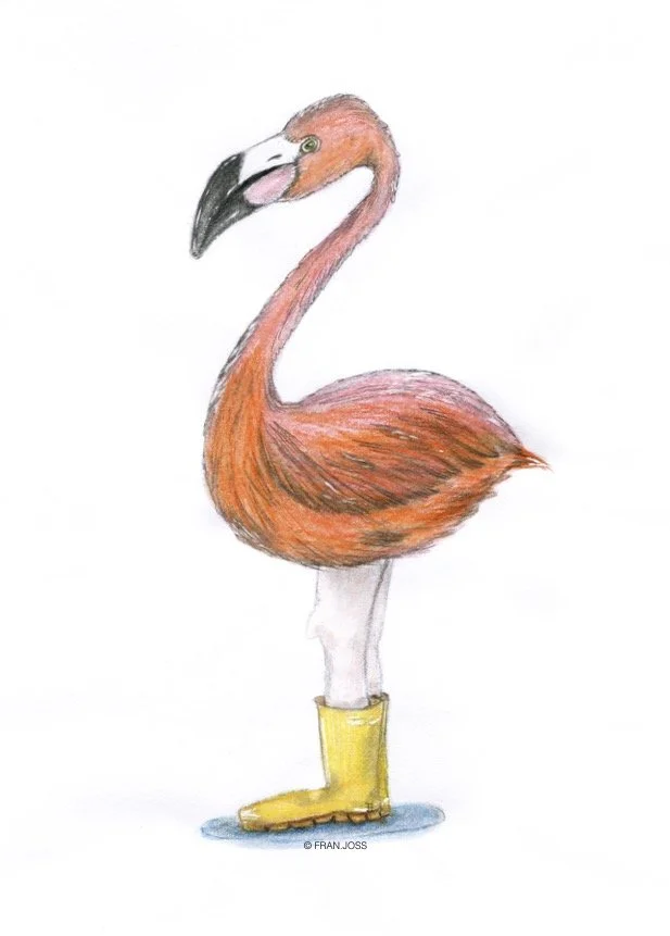 Flamingo.jpg