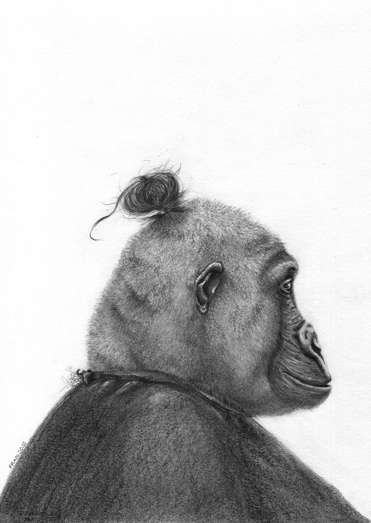 Gorilla.jpg