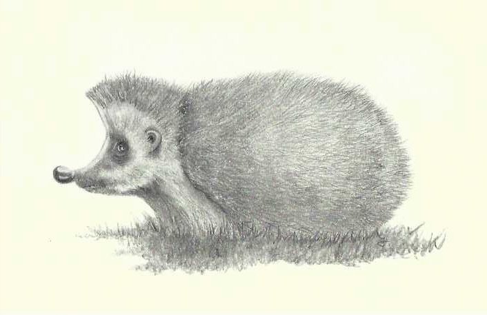 Igel 5.jpg